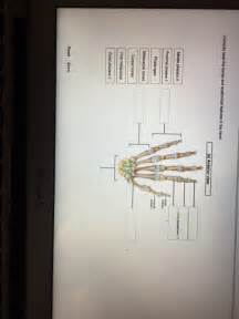 Solved Correctly Label The Bones And Anatomical Features In