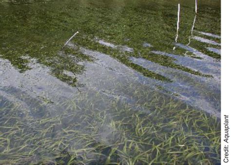 Pond Weed Identification Healthy Ponds 59 Off