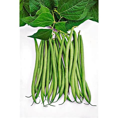 Haricot Nain Filet Mangetout Cupidon Graines Baumaux