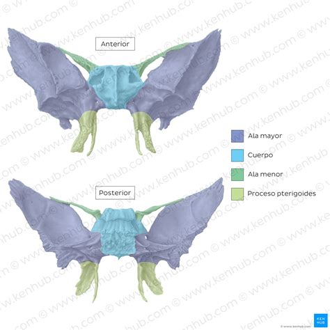 Hueso Esfenoides Anatomía Función Y Desarrollo Kenhub