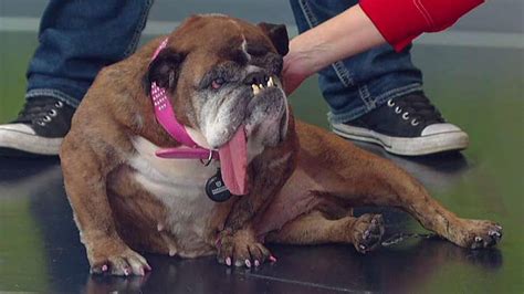 Worlds Ugliest Dog Title Goes To English Bulldog Named Zsa Zsa Fox News