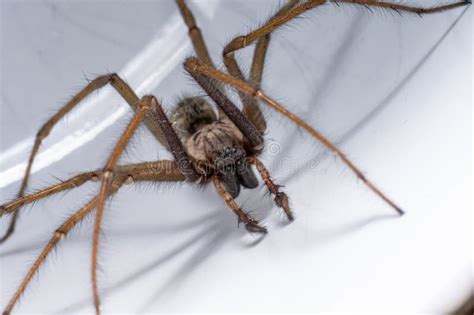 Macro Photo Of A Eratigena Atrica Also Known As Giant House Spider