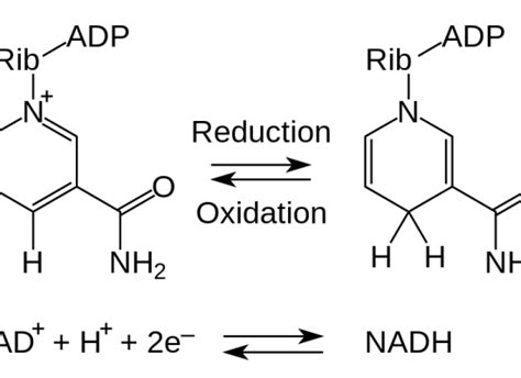 Difference Between Nad And Nadh Definition Synthesis Role Similarities