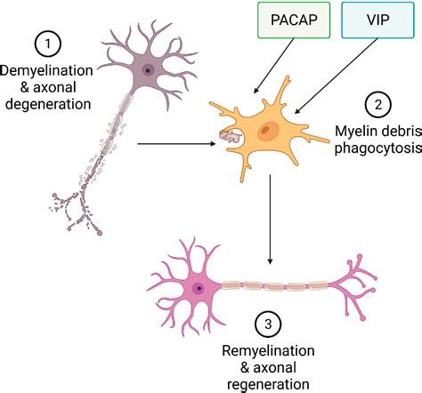 Figure 3 From Exploring The Pro Phagocytic And Anti Inflammatory Functions Of Pacap And Vip In