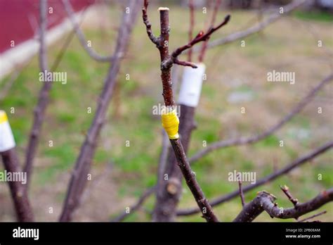 Grafting Of Fruit Trees By Copulatory Method The Cuttings Are Grafted