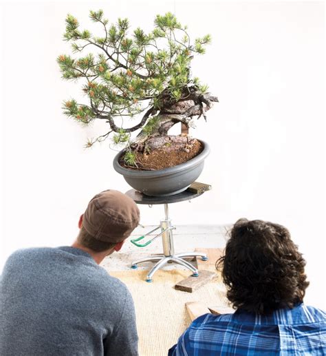 Matt Reel Bonsai Today