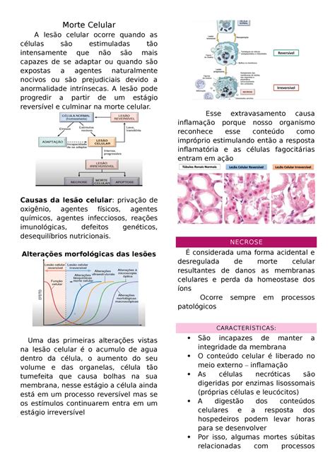 Morte Celular Necrose e apoptose Morte Celular A lesão celular