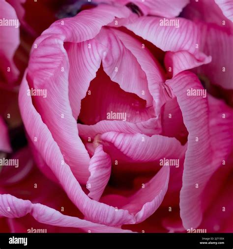 A Close Up Of The Petals Of A Gorgeous Pink Parrot Tulip Stock Photo