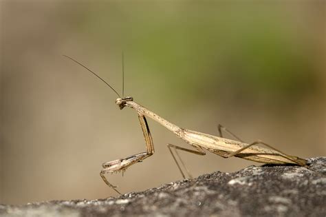 Mantis Insecto Estatilia Nemoralis Foto Gratis En Pixabay Pixabay