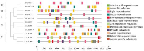 Ijms Free Full Text Genome Wide Identification Characterization