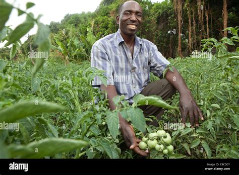 A Farmer Displays His Tomato Crop In Mongu Zambia Southern Africa