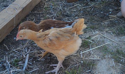 Sold As Gold Sex Link What Is It Really BackYard Chickens Learn