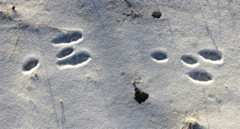 How to Tell the Difference Between Squirrel and Rabbit Tracks - Wide Open Spaces