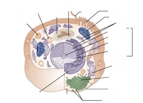 Lab 4 Cell Organelles Flashcards Quizlet