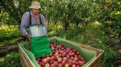 La exportación de peras y manzanas de Río Negro se amplió en el mercado