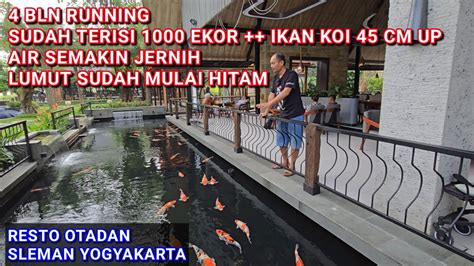 4 BULAN RUNNING KOLAM KOI 2000 TON RESTO OTADAN SLEMAN YOGYAKARTA