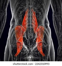 Human Iliopsoas Muscle Muscles Anatomy Medical Stock Illustration