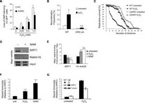 Sirt Redistribution On Chromatin Promotes Genomic Stability But Alters