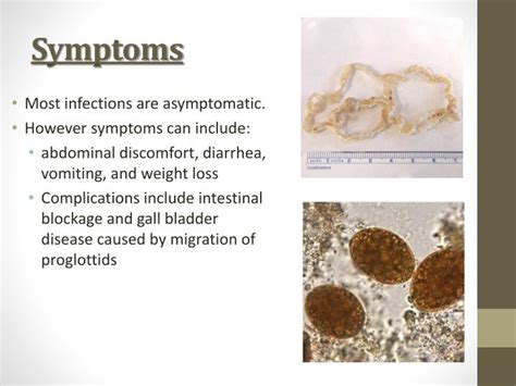 PPT - Parasites: Fish Tapeworm Pork Tapeworm PowerPoint Presentation ...