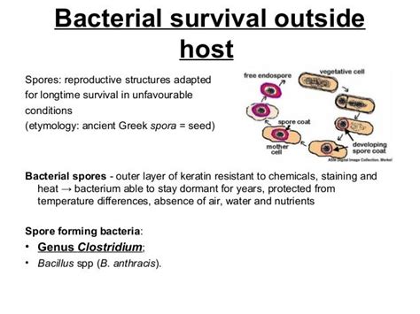 Anaerobic Bacteria Diagram