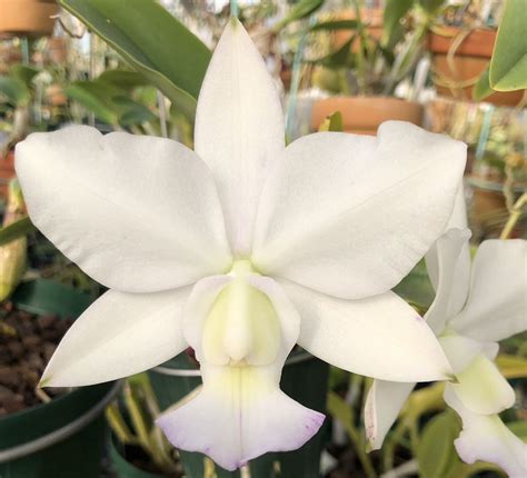 【未使用】洋蘭カトレア原種 Walkeriana Perola Amoenaの花付株1株の落札情報詳細 ヤフオク落札価格情報 オークフリー