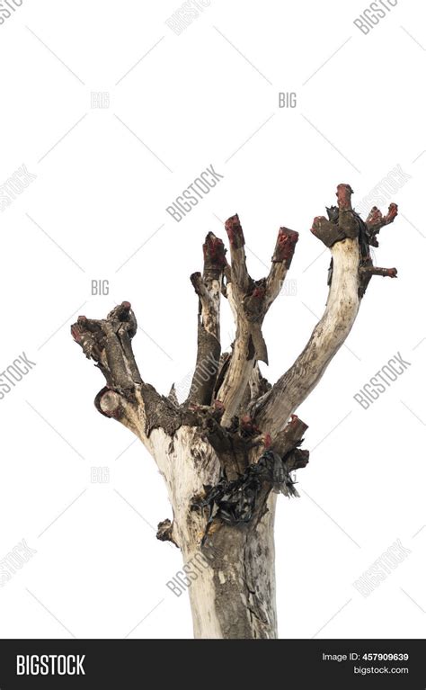 Old Dead Oak Tree Image And Photo Free Trial Bigstock