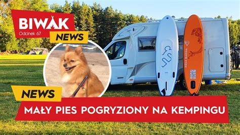 Pogryziony Pies Na Kempingu Pola Kempingowe Ta Sze Ni Hotele