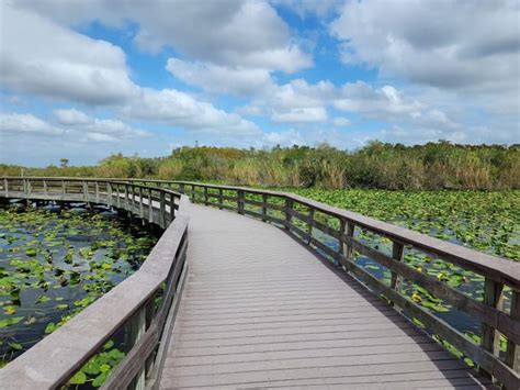 The Anhinga Boardwalk Trail In Florida Offers Incredibly Scenic Views ...