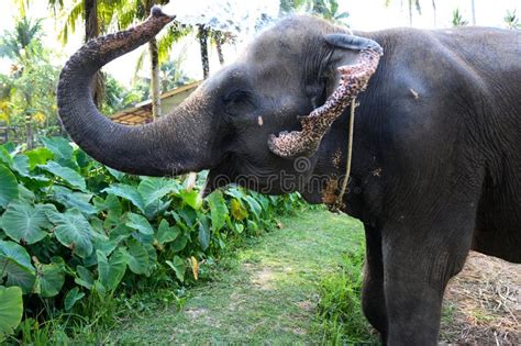 Agua De Rociadura Del Elefante Asi Tico En Su Parte Posterior Foto De