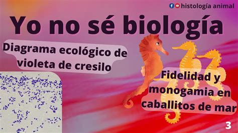 Fidelidad En Caballitos De Mar Diagrama Ecol Gico De Violeta De