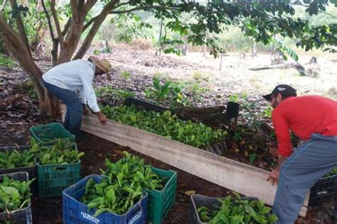 Semagri entrega mudas de café a produtores rurais Rondônia Dinâmica