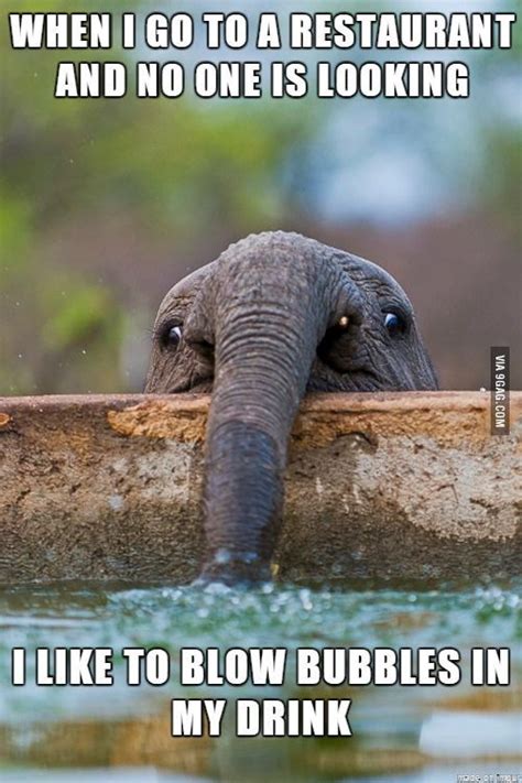 Funny Elephant Meme