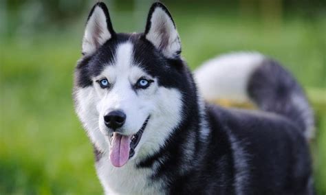 Las Razas De Perro Que Tienen Los Ojos Azules Foto 1