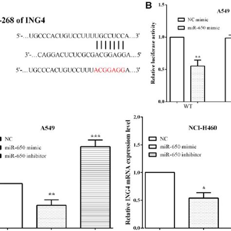 ING4 Is A Target Gene Of MiR 650 A TargetScan Predicted That MiR 650