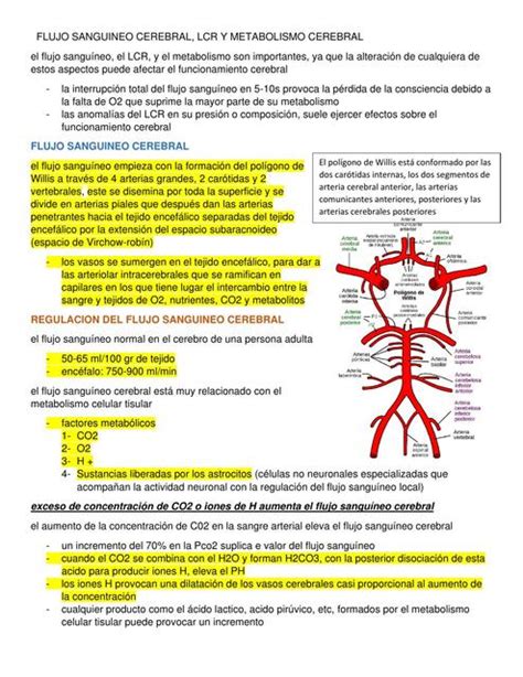 Flujo Sangu Neo Cerebral Lcr Y Metabolismo Cerebral Guty Torres Udocz