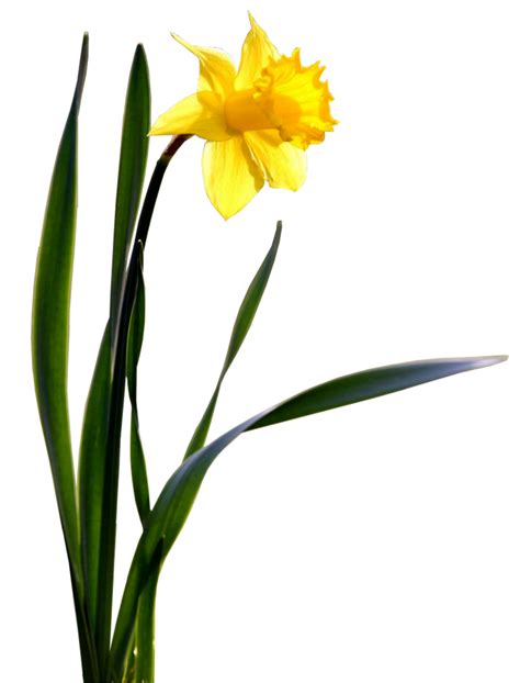 Daffodil Png Transparent Images Pictures Photos