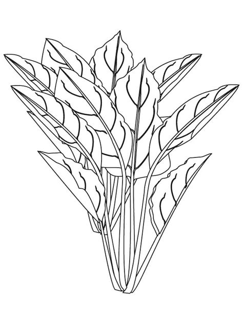 Kangkong Clipart Black And White