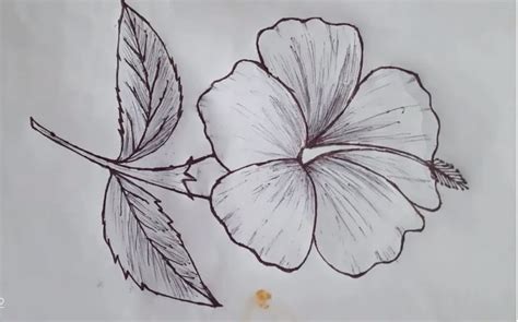 How To Draw Hibiscus Flower Step By Step Sketch Hibiscus Flowers With