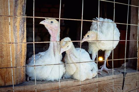 Turkey And Chickens Graze On The Farm Growing Environmentally Friendly