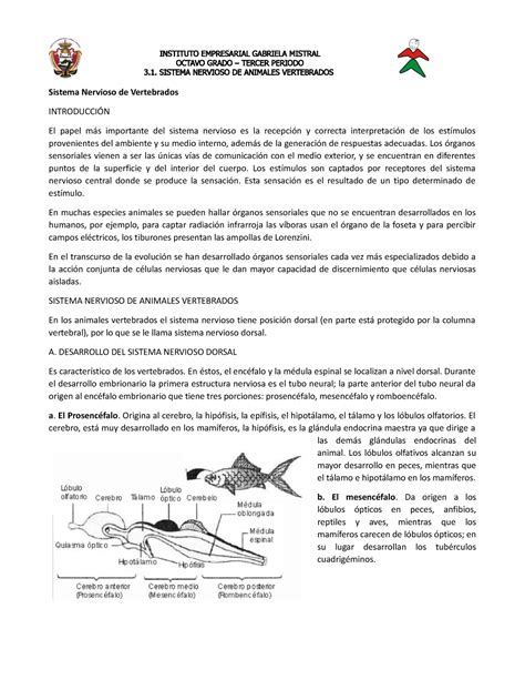 Sistema Nervioso En Vertebrados Instituto Empresarial Gabriela