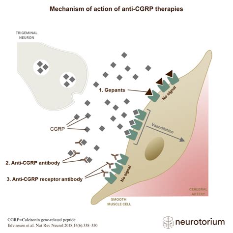 Mechanism Of Action Of Anti Cgrp Therapies Neurotorium