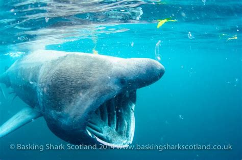 Swimming & snorkelling with basking sharks in Scotland