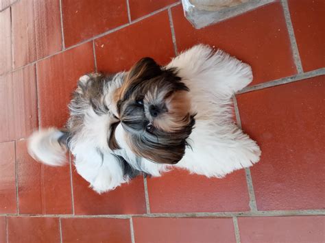 Perro Shih Tzu Características Carácter Y Cuidados Con Fotos