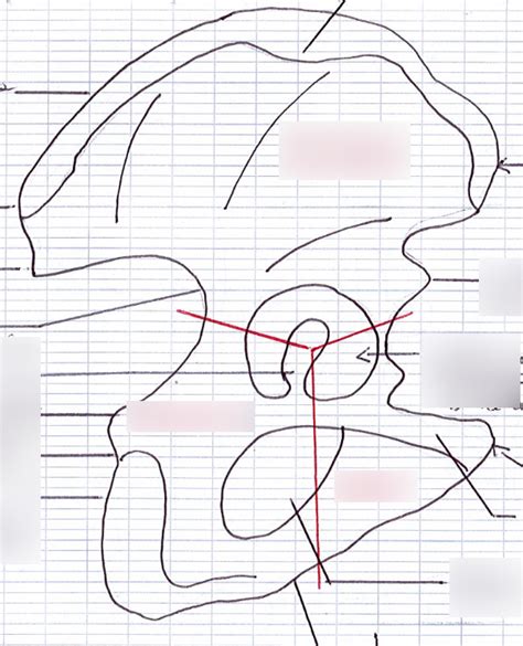 Diagramme De Membres Inf Rieurs Ost Ologie L Os Coxal Quizlet