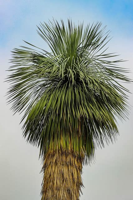 Palm Tree Nature Free Photo On Pixabay Pixabay