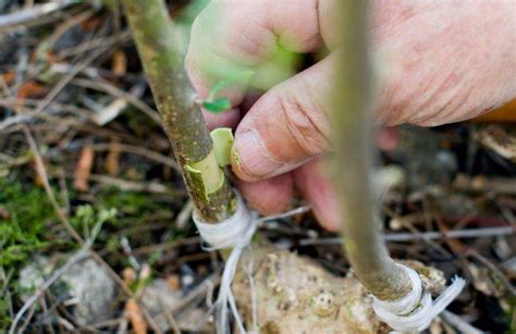 Innestate Le Prime Piante Di Ulivo L Operazione Xylella Ha Inizio