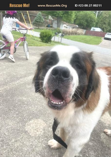 Adopt Saint Bernard Rescue Louisville Ky