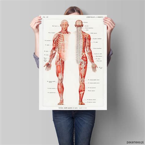 Plakat Anatomia Cz Owieka Pakamera Pl