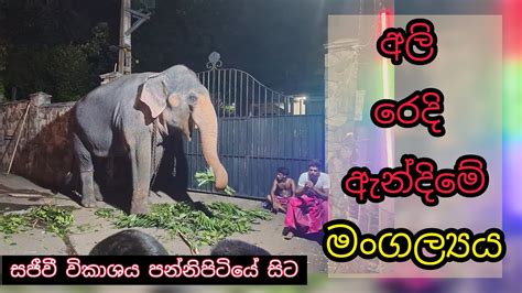 අලි රෙදි ඇන්දීමේ මංගල්‍යය සජිවී විකාශය Youtube