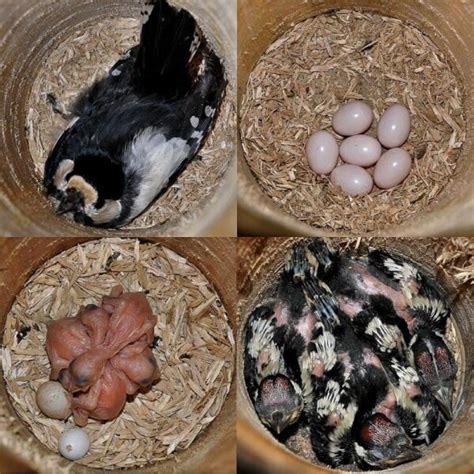 Real Wood Woodpecker Nest Box Nhbs Practical Conservation Equipment
